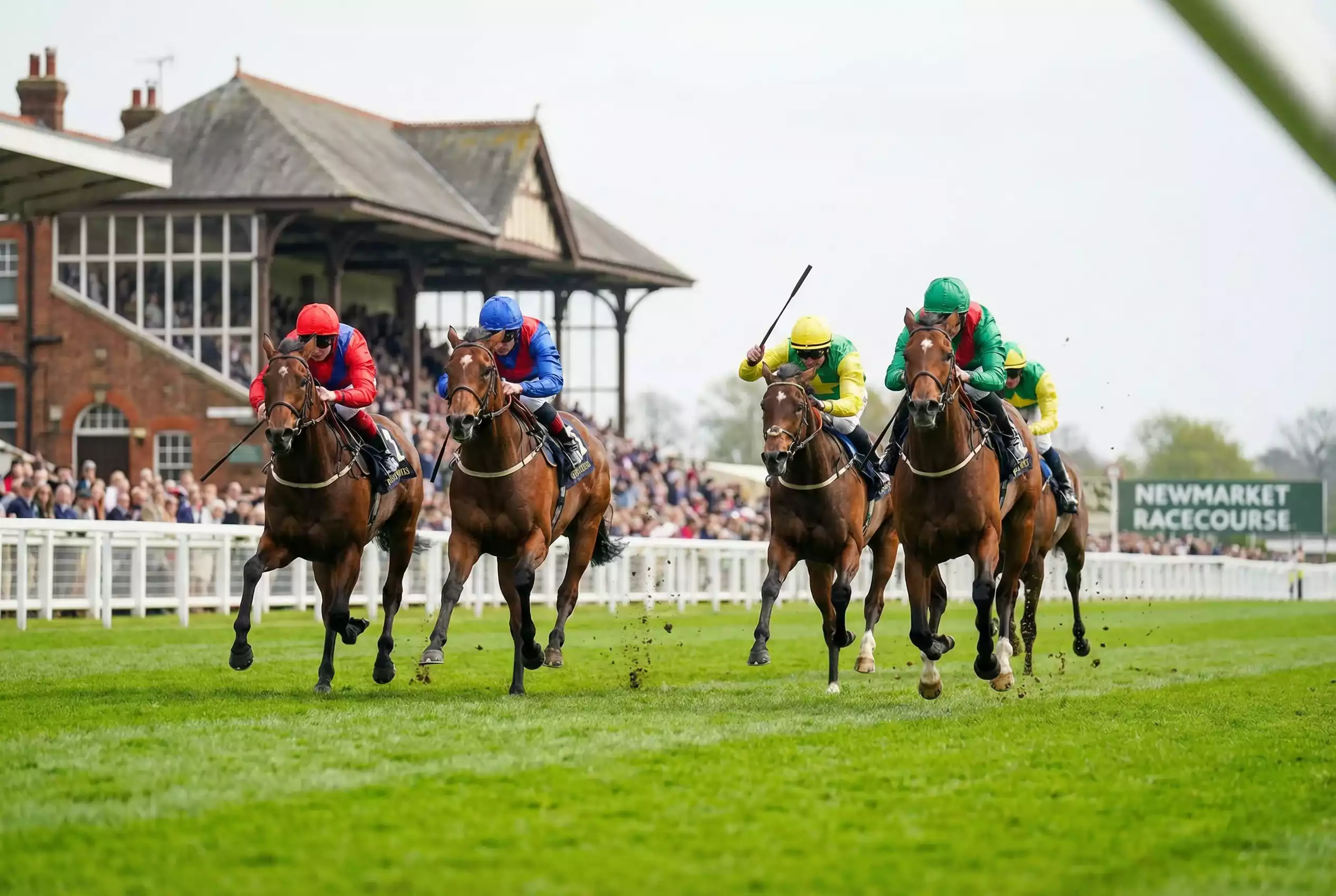 Flat racing horses galloping on green turf track during spring season