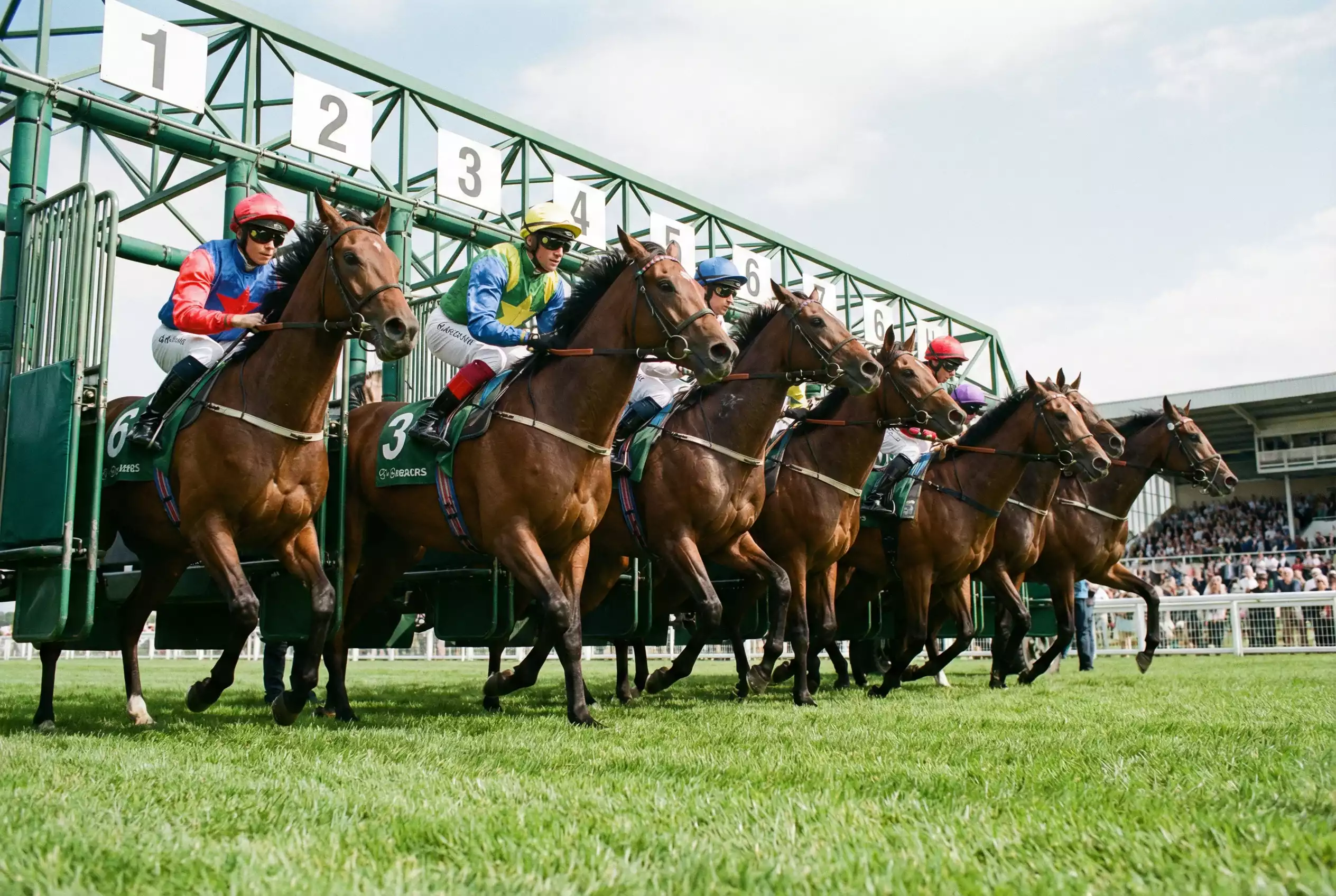 Thoroughbred racehorses at starting stalls before a British flat race